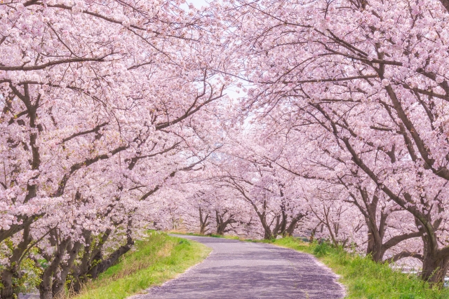 桜を東京で楽しむなら？2022年のおすすめスポット！穴場も紹介
